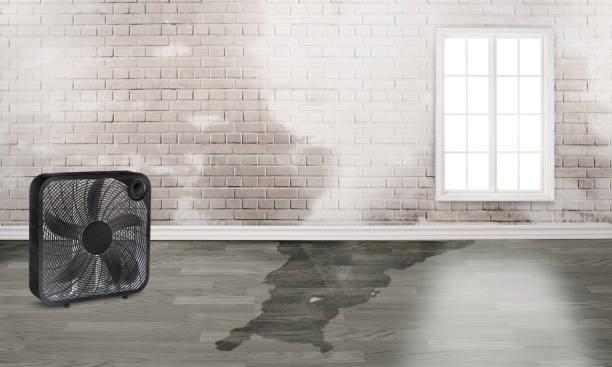 Best Local water damage restoration  in Daytona Beach, FL
